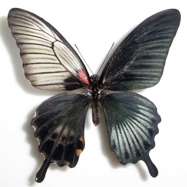 Papilio Gynandromorph 12 (Internet Image property of respective owner, non-commercial use only)